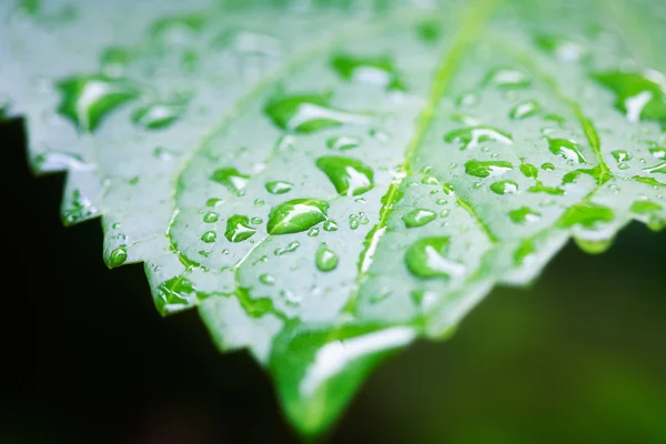 Isolated closeup of wet raindrop leaf plant Royalty Free Stock Images