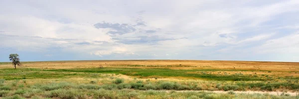 stock image Steppe