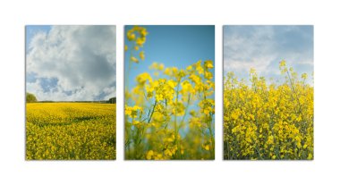 Rapeseed in bloom clipart