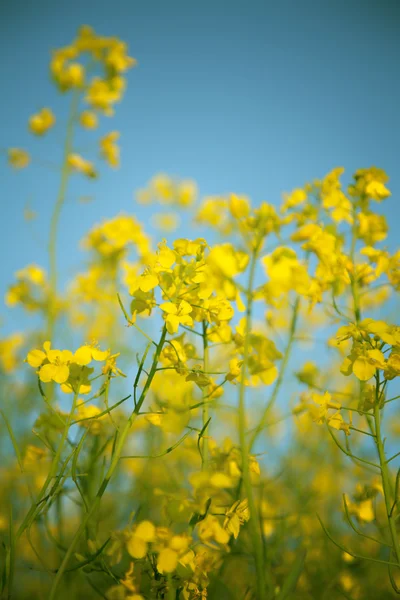 stock image Rapeseed in bloom