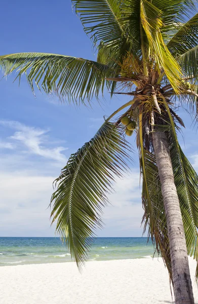 Tropikalnej plaży scena — Zdjęcie stockowe