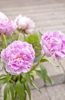 Peony bunch clipart