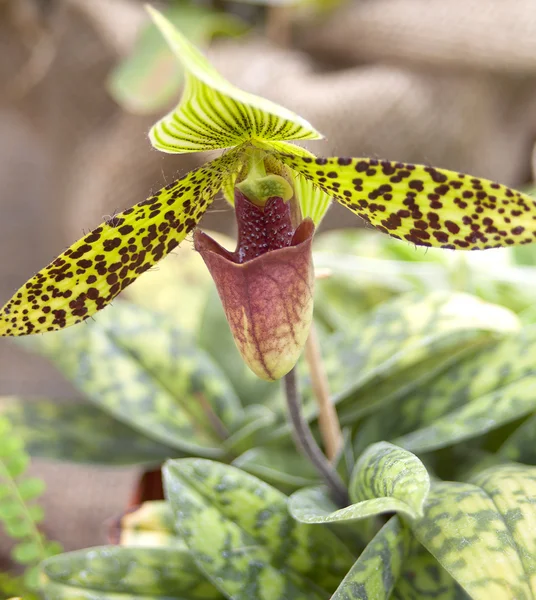 Nadir orkide serisi — Stok fotoğraf