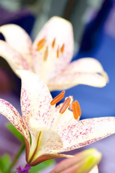Lilly flor — Fotografia de Stock