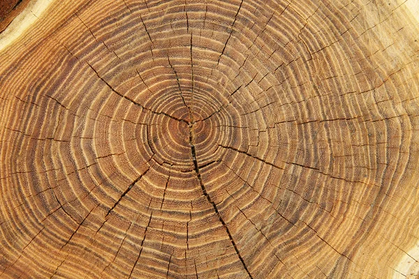 stock image Stump close up