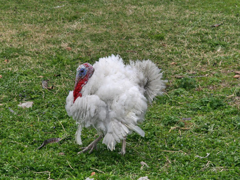 White male turkey — Stock Photo © gortan #6145136