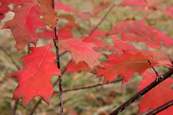 stock image Red autumn leaves