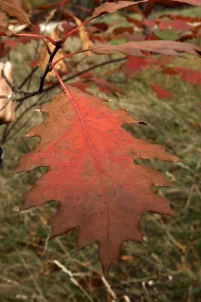 Красный осенний лист — стоковое фото