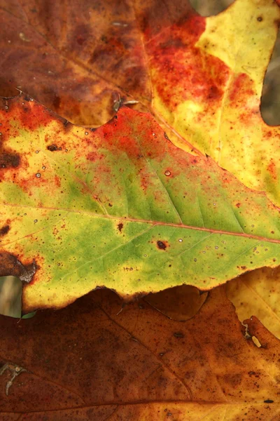 ใบไม้ที่มีสีสัน — ภาพถ่ายสต็อก