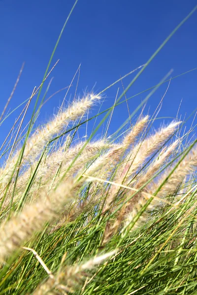 Дикая трава на голубом небе — стоковое фото