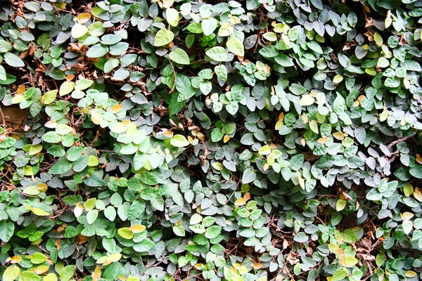 stock image Ivy Background