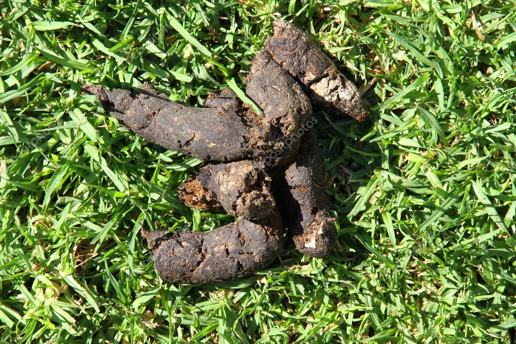 Poo in a meadow Stock Photo by ©Spectral 5459393