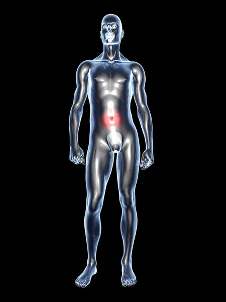 Ból brzucha - anatomia — Zdjęcie stockowe