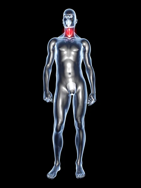 Ból gardła - anatomia — Zdjęcie stockowe