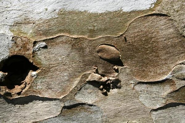 Кора эвкалипта — стоковое фото