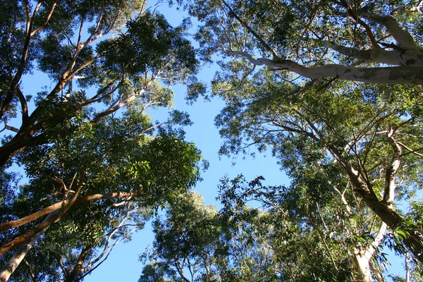 Eucalyptus stromy — Stock fotografie