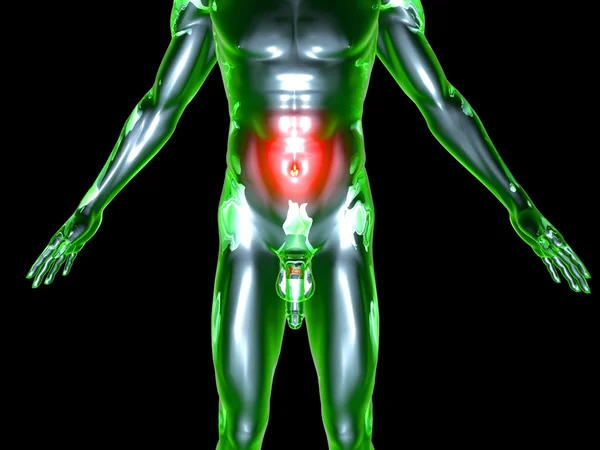 Belly ache - anatomi — Stok fotoğraf