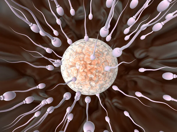 Сперматозоиды на пути к яйцу — стоковое фото