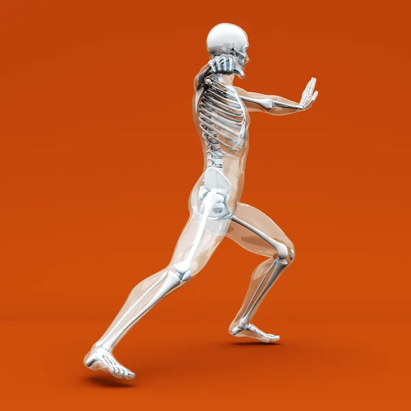 Anatomy - Martial Arts — Stock Image Anatomy - Martial Arts Royalty Free Stock Photos