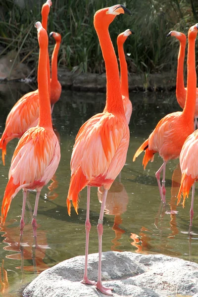 Stock image Group of Flamingos