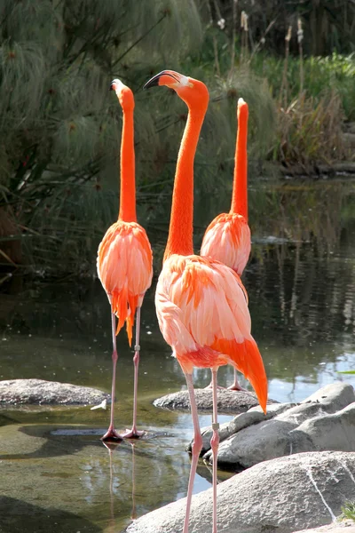 stock image Group of Flamingos