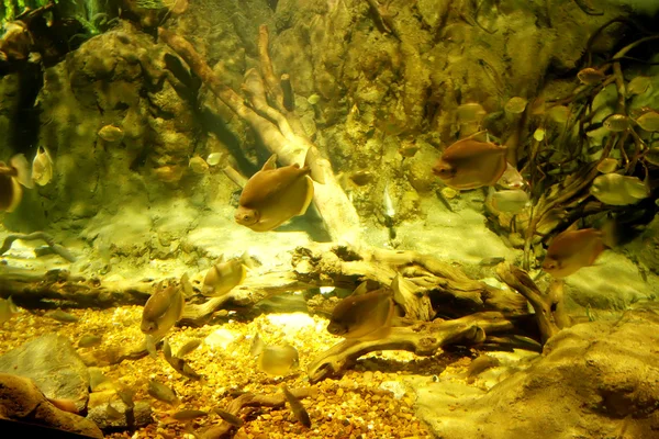 Debaixo d 'água — Fotografia de Stock