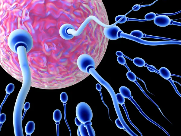 Células de esperma en su camino hacia el huevo —  Fotos de Stock