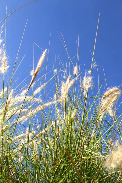 蓝蓝的天空上的野生草 — 图库照片