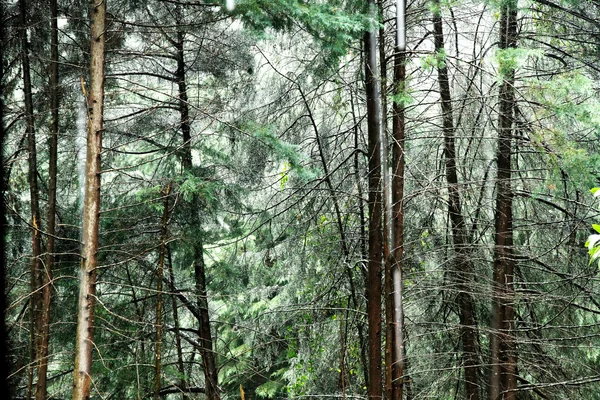 森林里的雨 — 图库照片