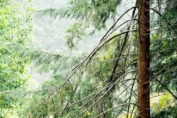 Déšť v lese — Stock fotografie