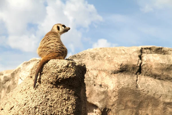 Meerkat descontraído — Fotografia de Stock