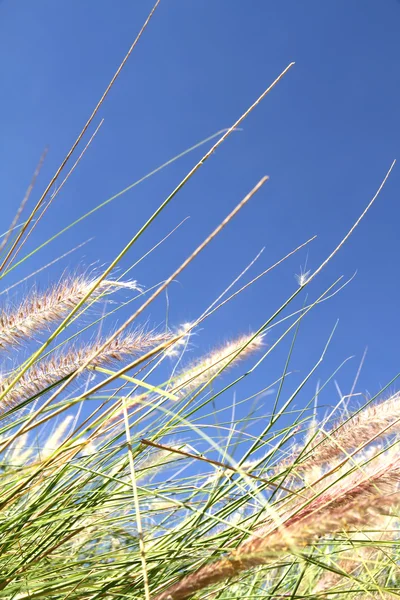 蓝蓝的天空上的野生草 — 图库照片