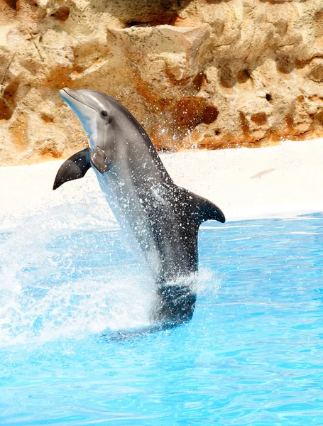 Un delfín nariz de botella que realiza un puesto de cola —  Fotos de Stock