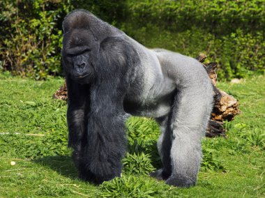A large male silver back western lowland gorilla clipart