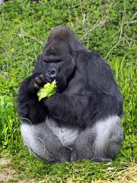 Un gorilla maschio dorso d'argento della pianura occidentale — Foto Stock