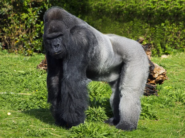 Un gran gorila macho de plata en tierras bajas occidentales — Foto de Stock