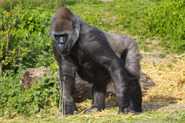 Un gorila de tierras bajas occidentales —  Fotos de Stock