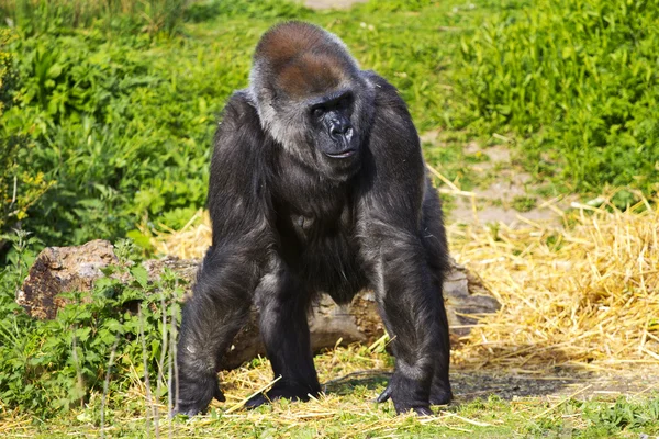 Un gorilla femmina della pianura occidentale — Foto Stock