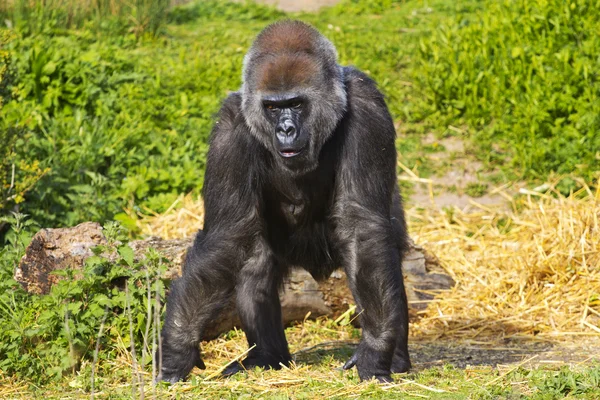 Batı ova dişi goril — Stok fotoğraf