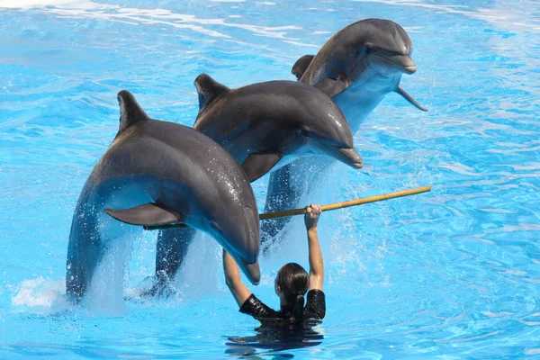 Bottlenose Dolfijnen uitvoeren — Stockfoto