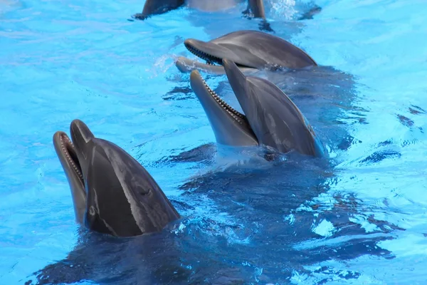 Три улыбающихся узкоглазых дельфина — стоковое фото