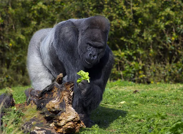Büyük gümüş geri erkek Batı ova goril — Stok fotoğraf