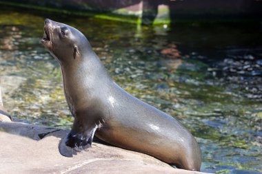 Kadın califonian sealion (Zalophus californianus)