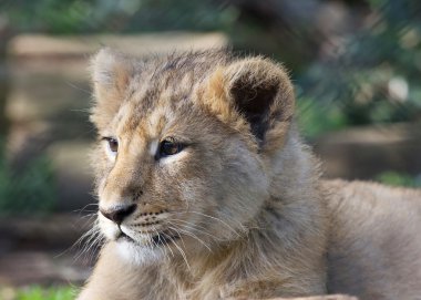 Asiatic lion cub clipart