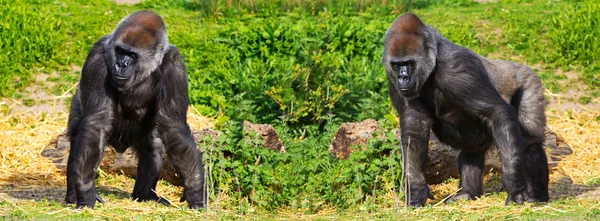 Dois gorilas fêmeas de planície ocidental — Fotografia de Stock