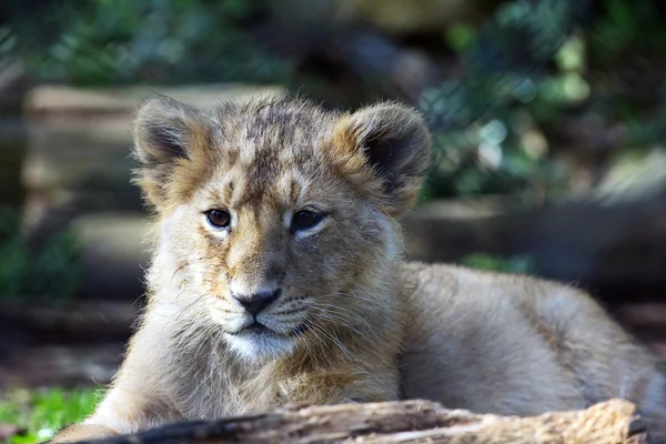 Cachorro de león asiático (Panthera leo goojratensis ) — Foto de Stock