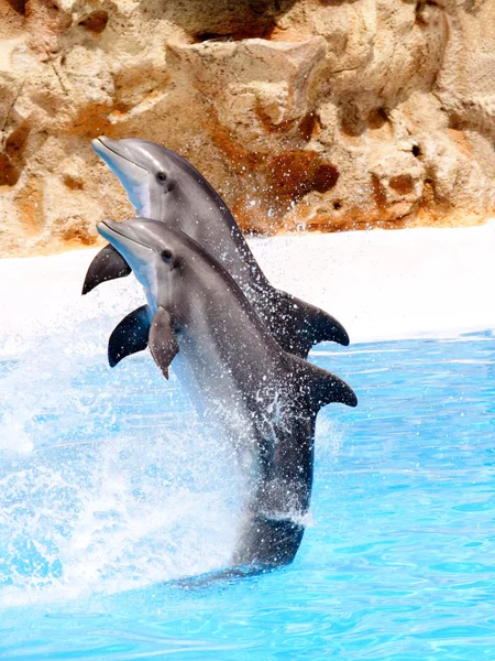Golfinhos Bottlenose se apresentando em um show — Fotografia de Stock