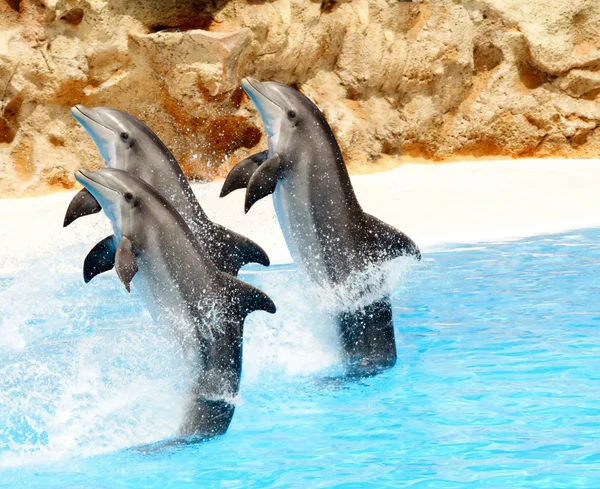Bottlenose Dolphins performing — Stock Photo, Image
