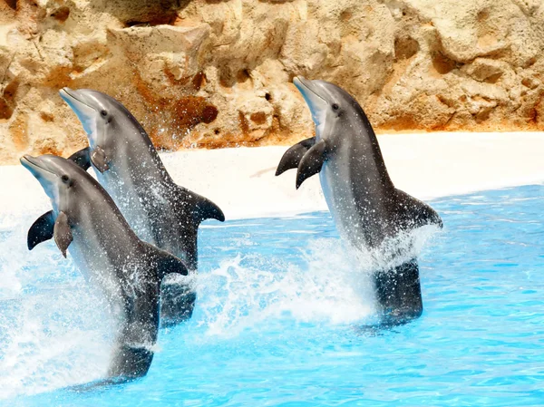 Tres delfines nariz de botella realizando soportes de cola —  Fotos de Stock
