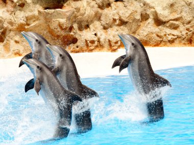 Bottlenose Dolphins performing tail stands in a show clipart